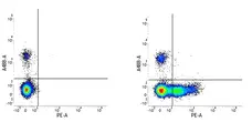 Anti Human CD26 Antibody, clone M-A261 gallery image 2