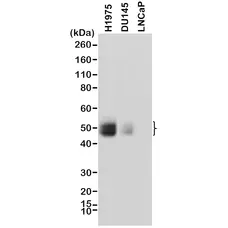 Anti CD274 Antibody, clone RM320 gallery image 1