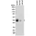 Anti CD274 Antibody, clone RM320 thumbnail image 1