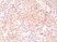 Anti CD274 Antibody, clone RM320 thumbnail image 2