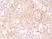 Anti CD274 Antibody, clone RM320 thumbnail image 2