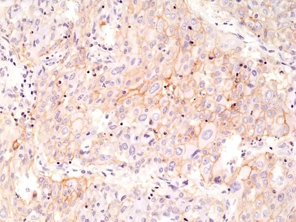 Anti CD274 Antibody, clone RM320 gallery image 2