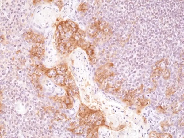 Anti CD274 Antibody, clone RM320 gallery image 3