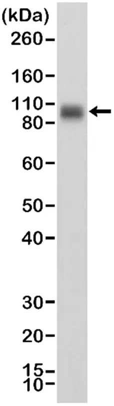 Anti CD276 Antibody, clone RM335 gallery image 1
