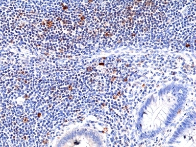 Anti CD278 Antibody, clone RM417 gallery image 1