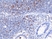 Anti CD278 Antibody, clone RM417 thumbnail image 1