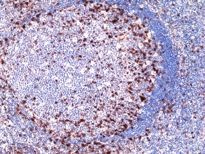 Anti CD278 Antibody, clone RM417 gallery image 2