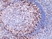 Anti CD278 Antibody, clone RM417 thumbnail image 2