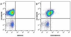 Anti Human CD28 Antibody, clone YTH913.12 gallery image 13