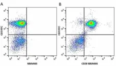 Anti Human CD28 Antibody, clone YTH913.12 gallery image 16