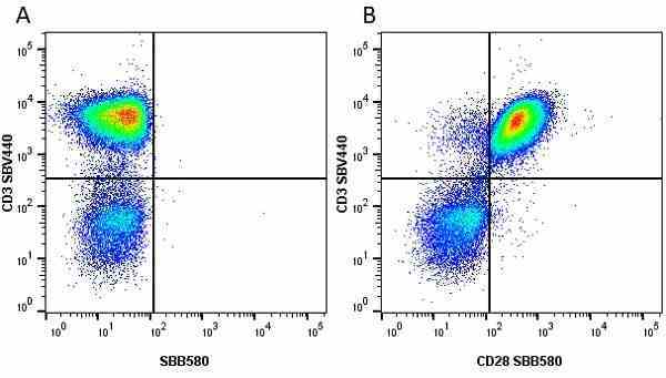 Anti Human CD28 Antibody, clone YTH913.12 gallery image 17