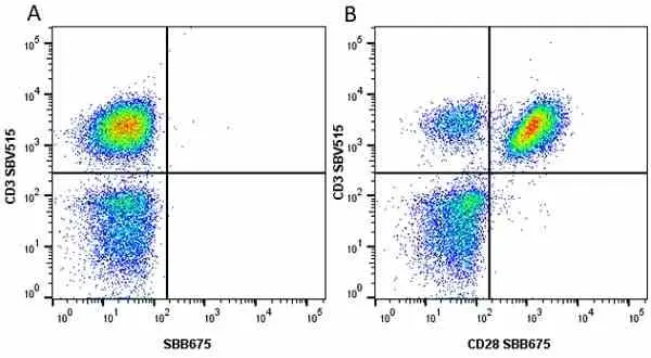 Anti Human CD28 Antibody, clone YTH913.12 gallery image 19