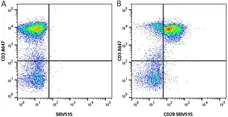 Anti Human CD28 Antibody, clone YTH913.12 gallery image 2