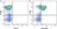 Anti Human CD28 Antibody, clone YTH913.12 thumbnail image 2