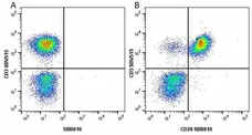 Anti Human CD28 Antibody, clone YTH913.12 gallery image 21