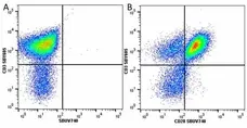 Anti Human CD28 Antibody, clone YTH913.12 gallery image 29