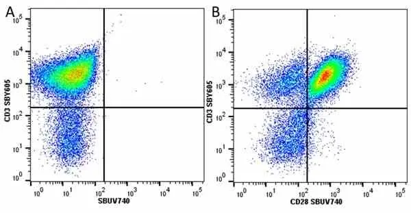 Anti Human CD28 Antibody, clone YTH913.12 gallery image 29