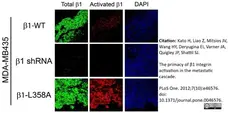 Anti Human CD29 Antibody, clone 4B7R gallery image 2