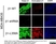 Anti Human CD29 Antibody, clone 4B7R thumbnail image 2
