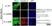 Anti Human CD29 Antibody, clone 4B7R thumbnail image 2