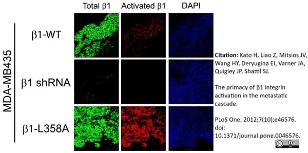 Anti Human CD29 Antibody, clone 4B7R gallery image 2