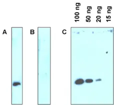Anti CD292 Antibody, clone AbD01564 gallery image 1