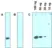 Anti CD292 Antibody, clone AbD01564 thumbnail image 1
