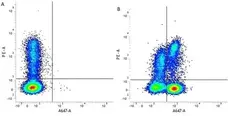 Anti Human CD3 Antibody, clone CD3-12 (Monoclonal Antibody Antibody) gallery image 1