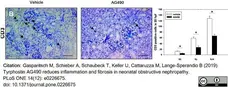 Anti Human CD3 Antibody, clone CD3-12 (Monoclonal Antibody Antibody) gallery image 13