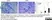 Anti Human CD3 Antibody, clone CD3-12 (Monoclonal Antibody Antibody) thumbnail image 13