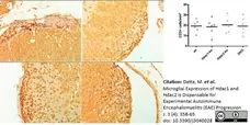 Anti Human CD3 Antibody, clone CD3-12 (Monoclonal Antibody Antibody) gallery image 14