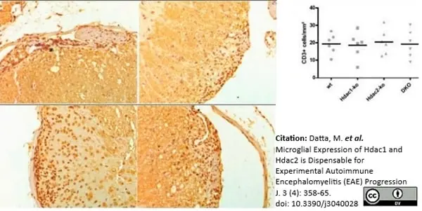 Anti Human CD3 Antibody, clone CD3-12 (Monoclonal Antibody Antibody) gallery image 14