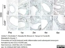 Anti Human CD3 Antibody, clone CD3-12 (Monoclonal Antibody Antibody) gallery image 16