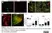Anti Human CD3 Antibody, clone CD3-12 (Monoclonal Antibody Antibody) thumbnail image 17