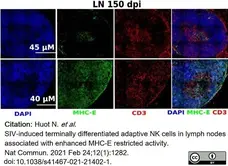 Anti Human CD3 Antibody, clone CD3-12 (Monoclonal Antibody Antibody) gallery image 18