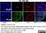 Anti Human CD3 Antibody, clone CD3-12 (Monoclonal Antibody Antibody) thumbnail image 18