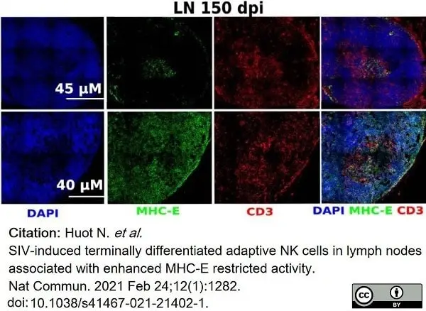 Anti Human CD3 Antibody, clone CD3-12 (Monoclonal Antibody Antibody) gallery image 18