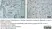 Anti Human CD3 Antibody, clone CD3-12 (Monoclonal Antibody Antibody) thumbnail image 19