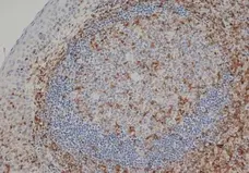 ｃｄ3 Anti Human CD3 Antibody, clone CD3-12 (Monoclonal Antibody