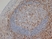 Anti Human CD3 Antibody, clone CD3-12 (Monoclonal Antibody Antibody) thumbnail image 2