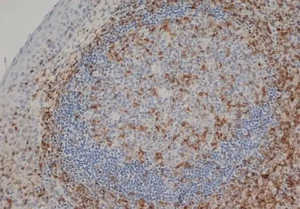 Anti Human CD3 Antibody, clone CD3-12 (Monoclonal Antibody Antibody) gallery image 2