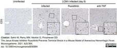 Anti Human CD3 Antibody, clone CD3-12 (Monoclonal Antibody Antibody) gallery image 20