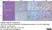 Anti Human CD3 Antibody, clone CD3-12 (Monoclonal Antibody Antibody) thumbnail image 21