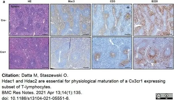 Anti Human CD3 Antibody, clone CD3-12 (Monoclonal Antibody Antibody) gallery image 21