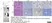 Anti Human CD3 Antibody, clone CD3-12 (Monoclonal Antibody Antibody) thumbnail image 22