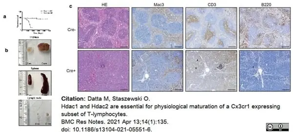 Anti Human CD3 Antibody, clone CD3-12 (Monoclonal Antibody Antibody) gallery image 22