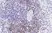 Anti Human CD3 Antibody, clone CD3-12 (Monoclonal Antibody Antibody) thumbnail image 23