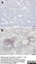Anti Human CD3 Antibody, clone CD3-12 (Monoclonal Antibody Antibody) thumbnail image 23