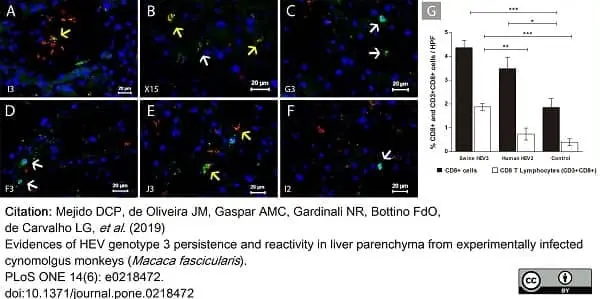 Anti Human CD3 Antibody, clone CD3-12 (Monoclonal Antibody Antibody) gallery image 26