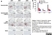 Anti Human CD3 Antibody, clone CD3-12 (Monoclonal Antibody Antibody) thumbnail image 28